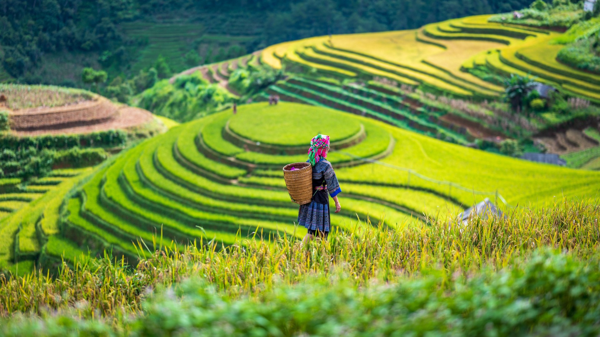 A Hmong woman on rice terraces in Mu Cang Chai, Yen Bai, Vietnam.